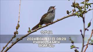 ウグイス：2024年04月11日動画撮影。