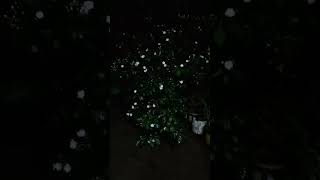 చల్లటి వర్షంలో తెల్లని పూలు/It's pleasure watching in night view#youtubeshorts#flowers