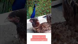 What does the hybrid of chicken and peacock look like?