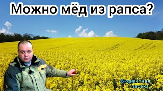 Можно ли рапсовый мед пчёлам весной? Подкормка и стимуляция пчёл весной.