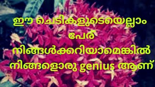 ഈ ചെടികളുടെ എല്ലാം പേര് നിങ്ങൾക്കറിയാമെങ്കിൽ നിങ്ങളൊരു genius ആണ് |Ammamma's Flower garden |