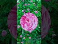 詹姆斯高威james galway｜大卫·奥斯汀月季david austin s rose