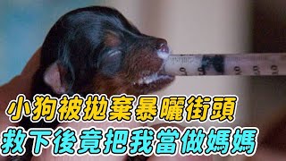 剛出生的小狗還沒巴掌大，被拋棄後只能暴曬街頭，救下後竟把我當做媽媽!！