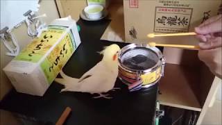 太鼓の叩き方にもインコなりのこだわりがあるらしい