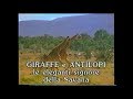 Giraffe e antilopi: le eleganti signore della savana