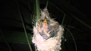 Very young white-plumed Honeyeaters begging for food at night