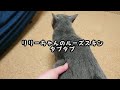 【猫動画】ルーズスキンを沢山触らせてくれるロシアンブルー【russianbule】russian blue that lets you touch a lot of loose skin