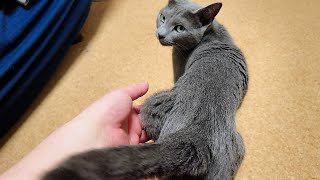 【猫動画】ルーズスキンを沢山触らせてくれるロシアンブルー【russianbule】Russian blue that lets you touch a lot of loose skin