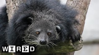 This Bearcat (Yep, It's Real) Smells Like Popcorn | Absurd Creatures