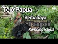 Review Telo Papua: Ternak Rakus Tapi Berbahaya?