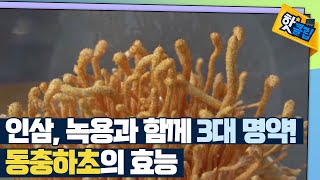 [핫클립] 귀한 만큼 몸에 좋은 동충하초 / YTN 사이언스