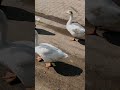 A serene moment captured: a graceful white duck wading through a tranquil puddle 🦆