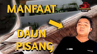 Manfaat Daun Pisang Kering Untuk Ikan Cupang