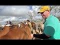 feira do gado em senador rui palmeira al 18 02 2025 nordeste