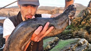 HUGE Monkey Face Eel Looks and Smells like POOP! How Should I Cook it Next Time?