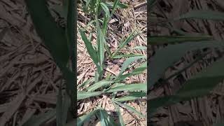 SNK13374 sugarcane variety/topp sugarcane variety ganna variety/arly variety