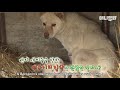 어미개가 보는 앞에서 새끼를 납치해야만 했던 백구의 속사정ㅣdog saw her puppies being kidnapped in a week after her delivery