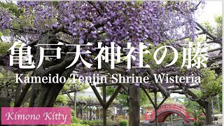 [4K]亀戸天神社の藤の花 Wisteria at Kameido Tenjin Shrine