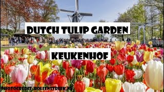 Keukenhof, famous tulip fields, best place to visit in Holland / the Netherlands