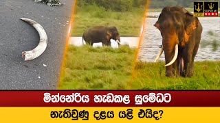 මින්නේරිය හැඩකළ සුමේධට - නැතිවුණු දළය යළි එයිද?