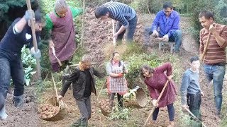 农村四哥：王四家挖红苕，全家出动，老少齐上，这场景，看的让人热血澎湃