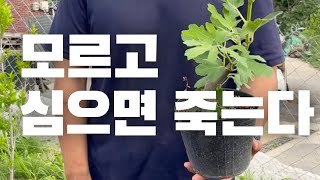 무화과 포트묘 심기 (모르면 죽습니다)