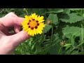 coreopsis sunfire seedlings bloomed growing coreopsis