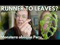 Obliqua runner to leaves: prop experiment | Plant with Roos