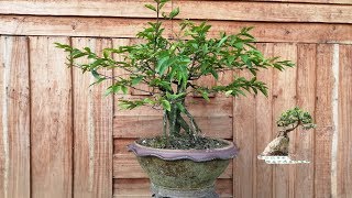 โมก ไม้รากโหย่ง​ | Bonsai Gardener