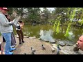 【4k】kyoto cherry blossom walking japan 2023