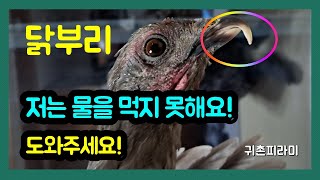 닭부리가 이상해요! 도와주세요!  닭부리 장애 [귀촌피라미]