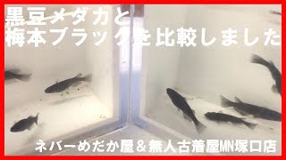 黒豆メダカと梅本ブラックの違い☆期間限定お買い得品種メダカがかなりお得☆品種当てゲーム☆ネバーめだか屋(神戸市北区道場)＆無人古着屋MN塚口店(メカ販売所)