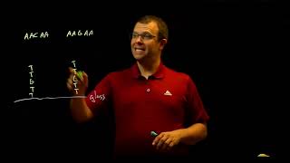 DNA Microarrays (SNP chips)