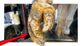 BIGGEST COW'S HOOF of the YEAR | TRIMMING A BEAUTIFUL PET COW