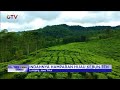 Menikmati Keindahan Hamparan Kebun Teh di Gucialit, Lumajang, Jatim #BuletiniNewsMalam 29/06