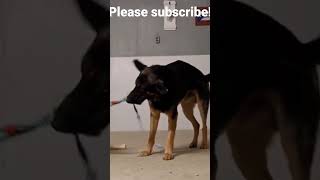 2023 German Shepherd, Pull Strength competition 90 lbs vs 80 lbs.