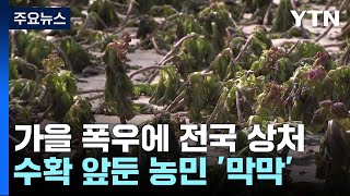 수확 앞두고 쏟아진 폭우...\