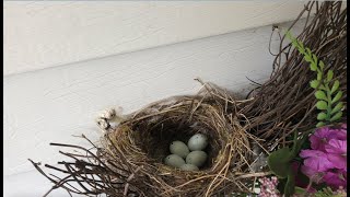 Baby Sparrow Eggs Hatching