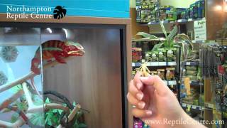 Panther Chameleon \u0026 Yemen Chameleon Eating Locusts