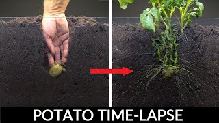 Potato Growing Underground Time Lapse - 92 Days