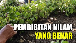 Cara Pembibitan Nilam yang Benar