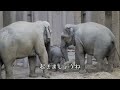 乾草の帽子をお揃いで被っちゃう赤ちゃんゾウ🐘ママとお姉ちゃんに守られて幸せそう🐘🐘🐘