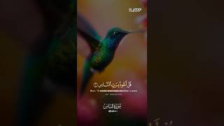 Beautiful and powerful recitations #quran #ramazan #2024 #Recitation
