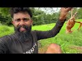 kirala eggs village forest cooking and eating කිරල බිත්තර සමග කකුලුවො කැවා මචං lankan vedda