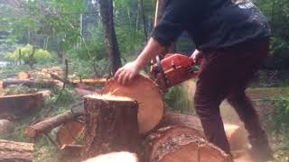 The 266 Xp and  268 xp  husqvarna are great firewood saws