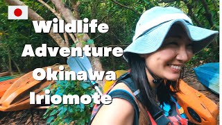 From Waterfalls to Crabs: An Iriomote Island Adventure