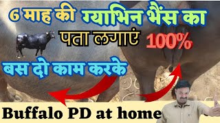 गाभिन भैंस की पुख्ता जॉच पहचान कैसे करें जानें  6 Month Pregnant Buffalo ko kaise pahchane