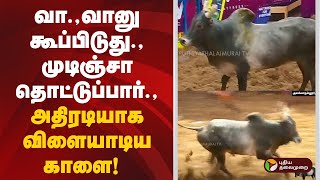 வா.,வானு கூப்பிடுது.,முடிஞ்சா தொட்டுப்பார்.,அதிரடியாக விளையாடிய காளை! | Alanganallur Jallikattu