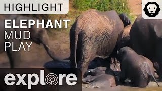 African Elephant Mud Play! - Live Cam Highlight 09/30/15