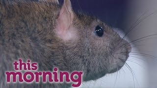 Protecting Your Home From Rats | This Morning